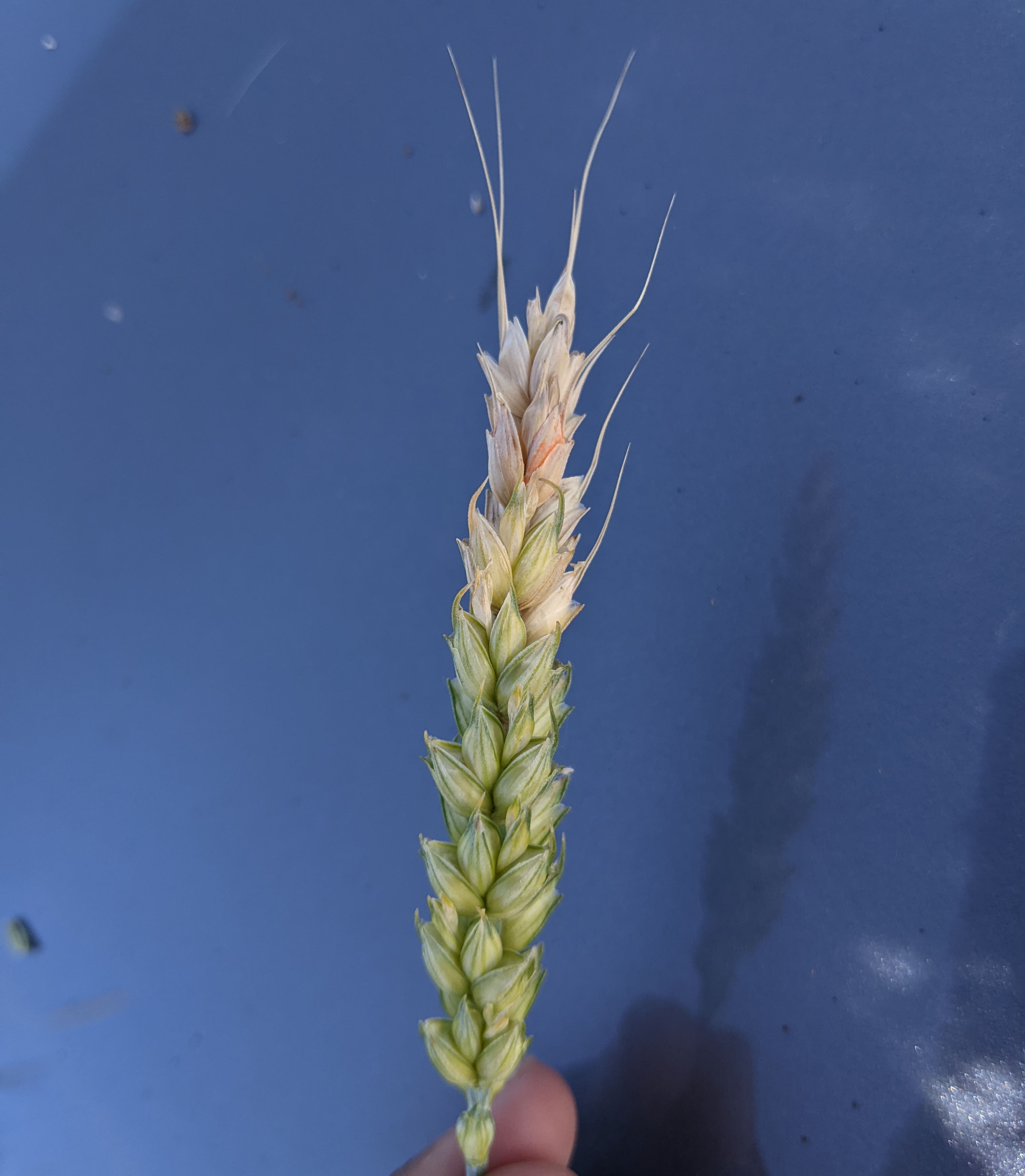 Wheat FHB Barry county Christine Charles.jpg